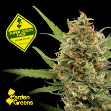 Photograph of product: Garden Greens l Super Lemon Haze l 3.5g