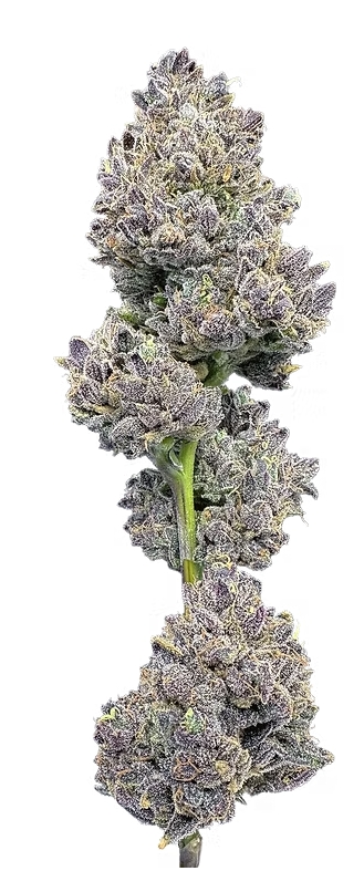 Photograph of product: Lemon Cherry Sherbert 3.5g Flower Trifecta Farms