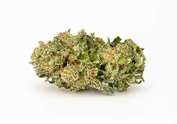 Photograph of product: House Of Sacci | Purple Z | Flower | 0.7g