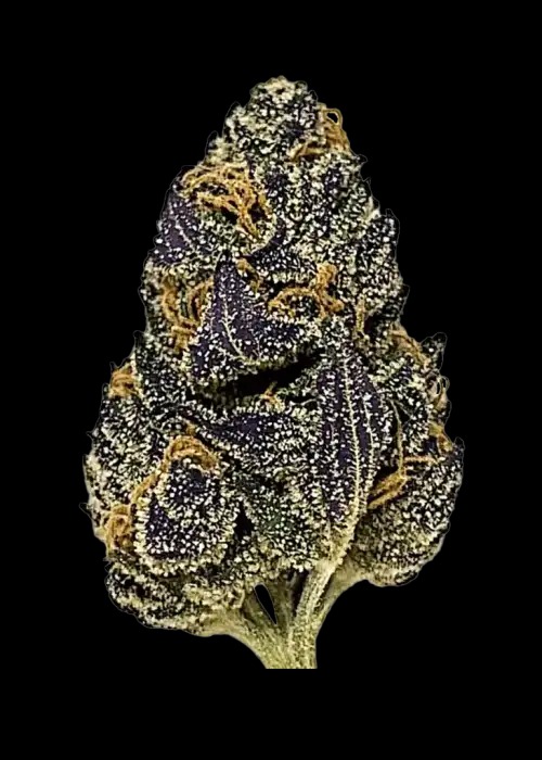 Photograph of product: A-Bud - Teal - Happy Hour - 04835 - 28g