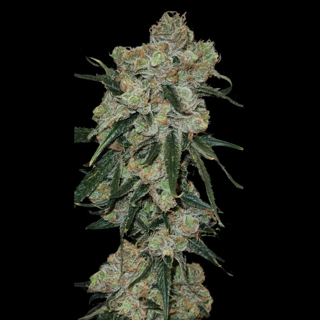 Photograph of product: Honey Banana  | Premium Bud - 28g