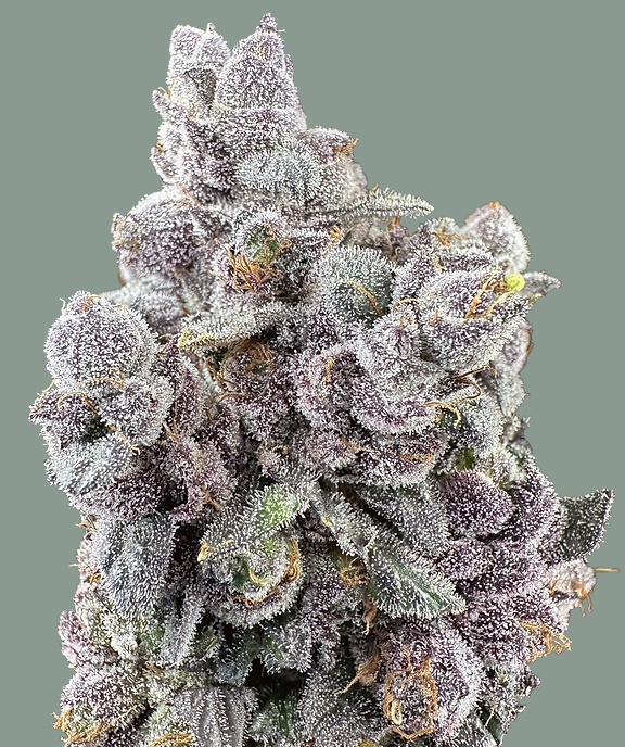 Photograph of product: Garlic Sherbert x Twice Ice Cream - 28g - Trifecta Farms