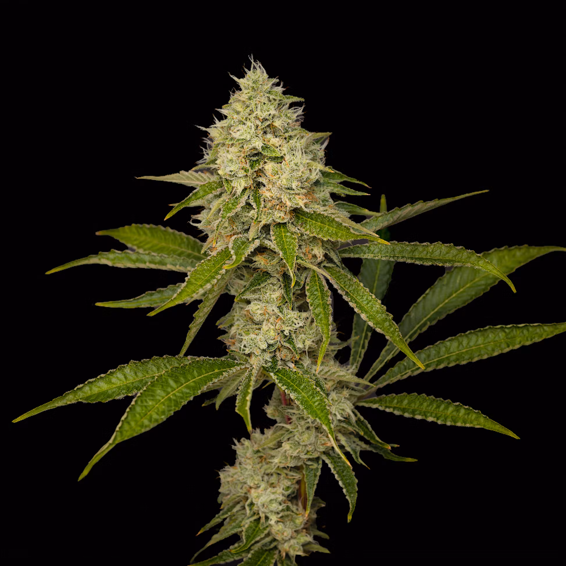 Photograph of product: Orange Strollo | - 7g