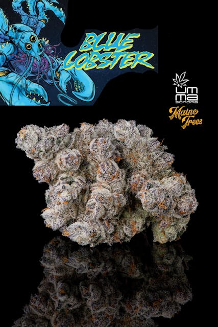 Photograph of product: Blue Lobster 3.5g - 