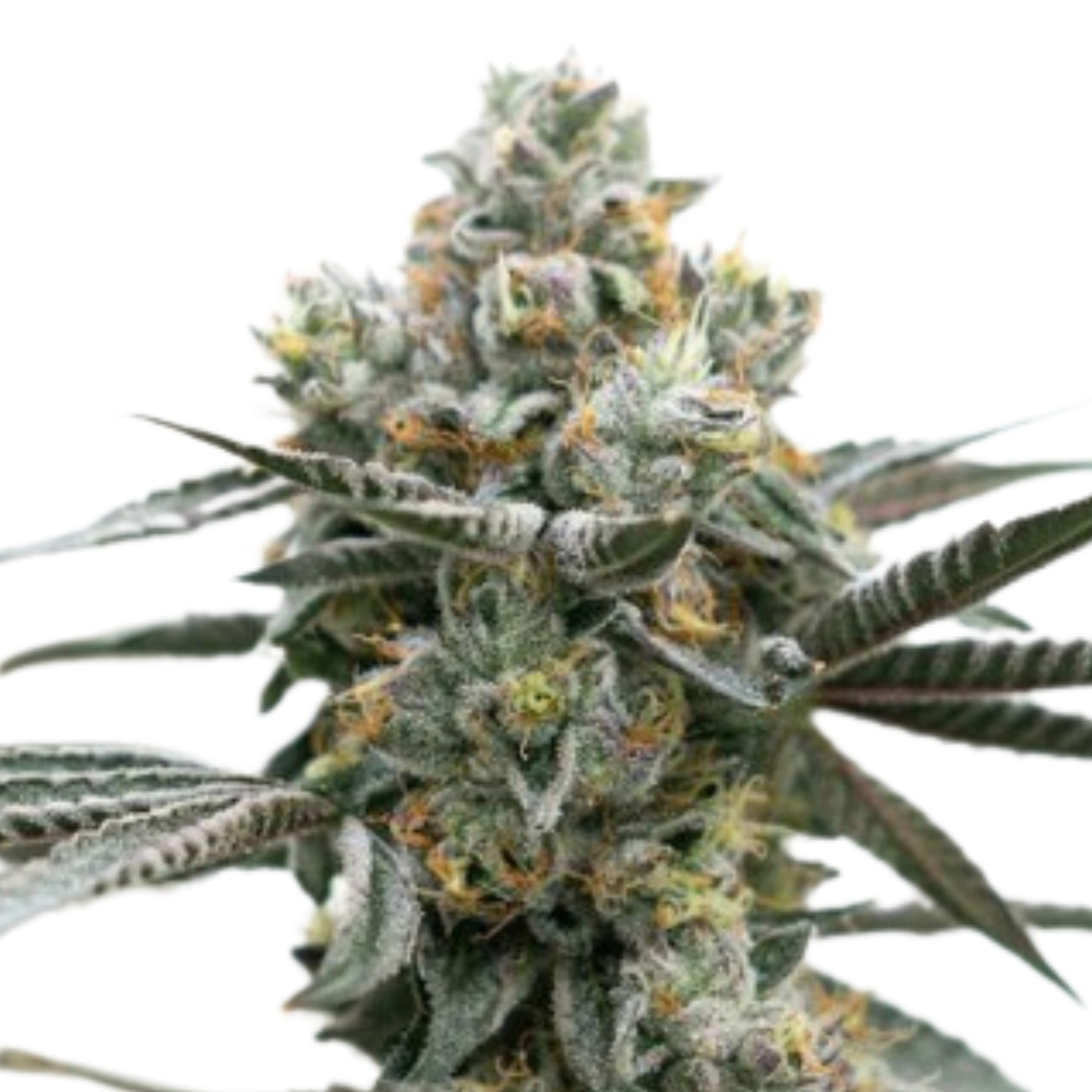 Photograph of product: Frosted Cherry - 3.5g