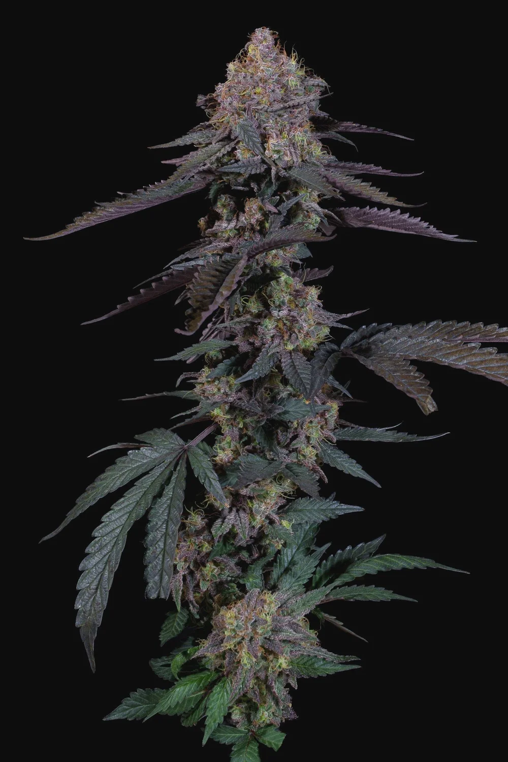 Photograph of product: SuperNova Smalls by Oregon Roots