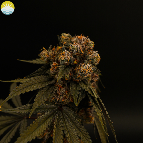 Photograph of product: Tokyo Snow (H) Small Buds | Baked Beans - 14g