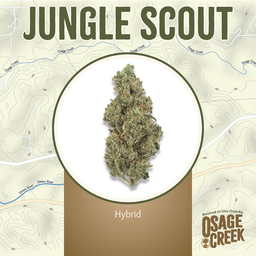 Photograph of product: Jungle Scout (Osage) - 3.5g - Flower