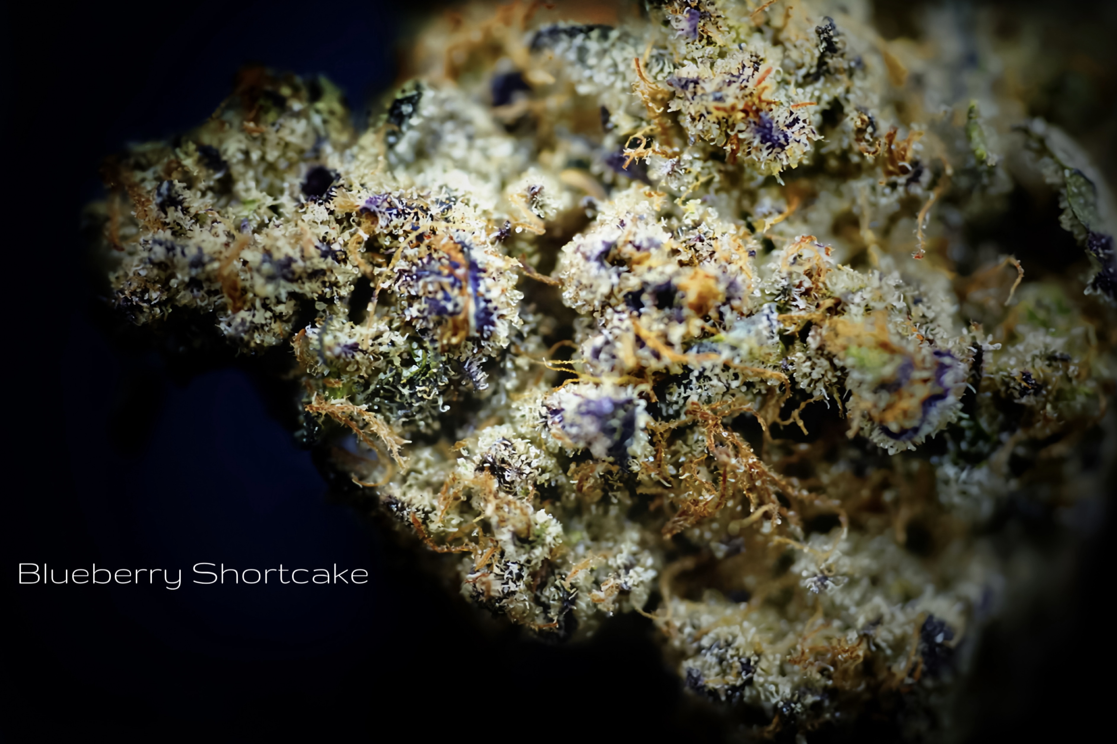 Photograph of product: Blueberry Shortcake | Prepack Oz | Outdoor - 28g