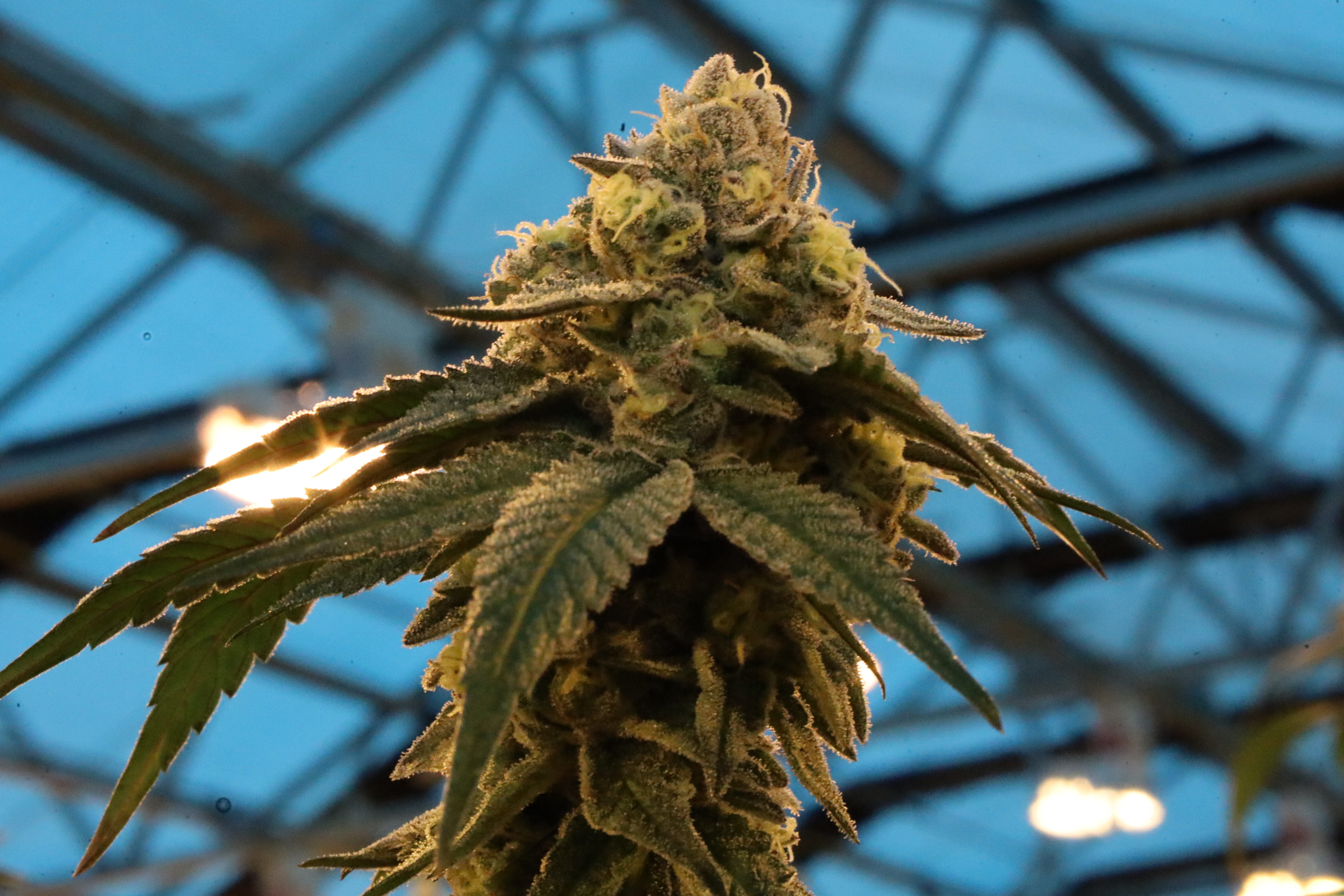 Photograph of product: Bald Peak - HAWAIIAN DURBAN PIE - S - 14g