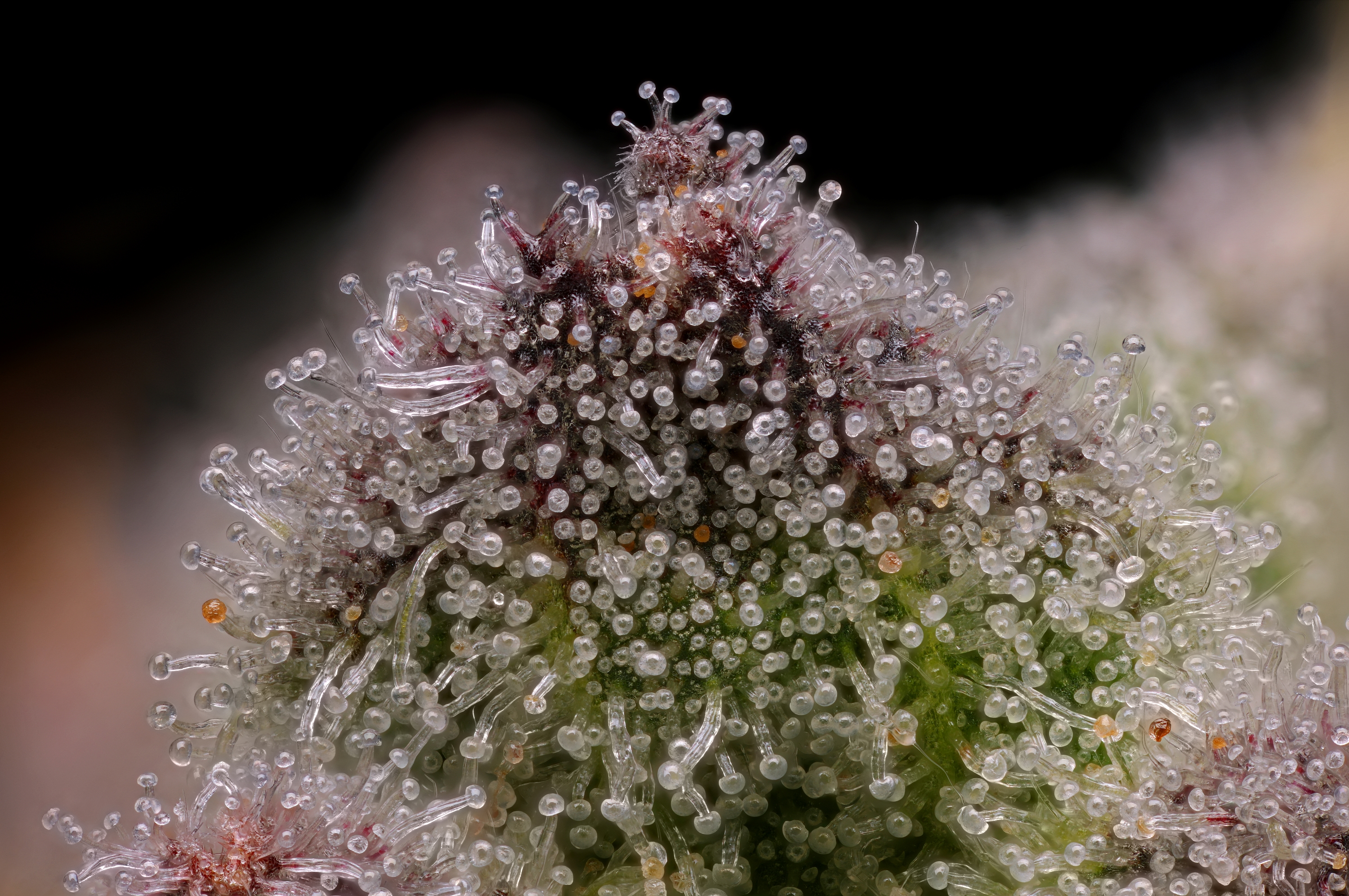 Photograph of product: Animal Tsunami (DOH) - 3.5g