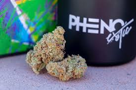 Photograph of product: Pheno Exotic - Flower - Zelato (H) - 3.5g