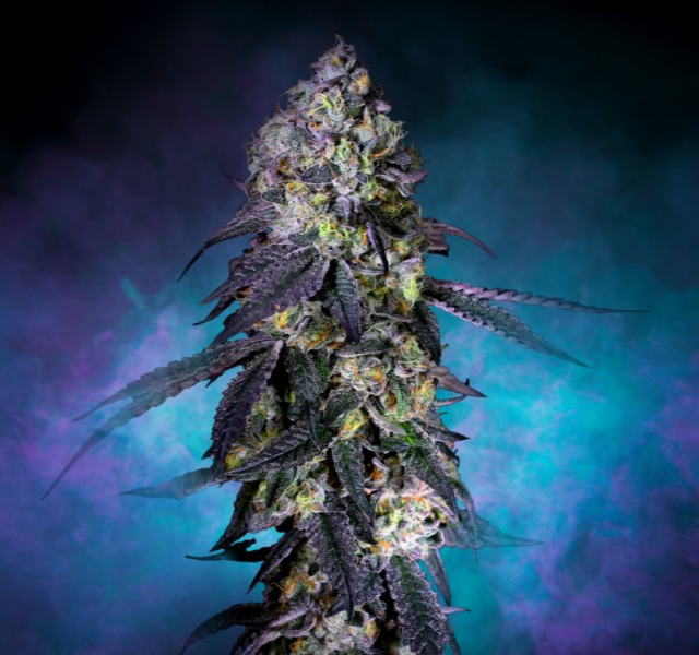 Photograph of product: Durban Z | Pre-Pack Popcorn 7g