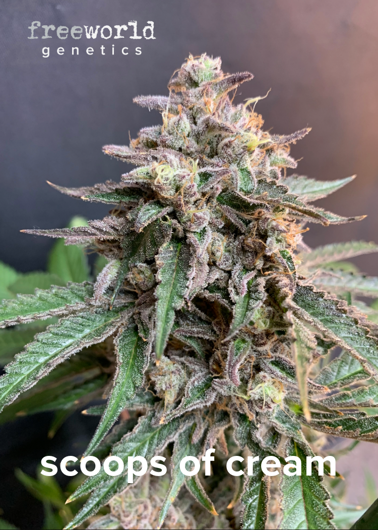 Photograph of product: FreeWorld Genetics - Scoops of Chem Seeds (3-pk) (I/H)