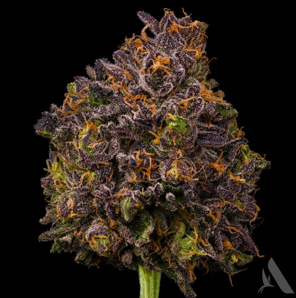 Photograph of product: Affinity Flower 3.5g Zangria (I)