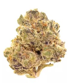 Photograph of product: Jasper | GovernMint Oasis POPCORN 14g