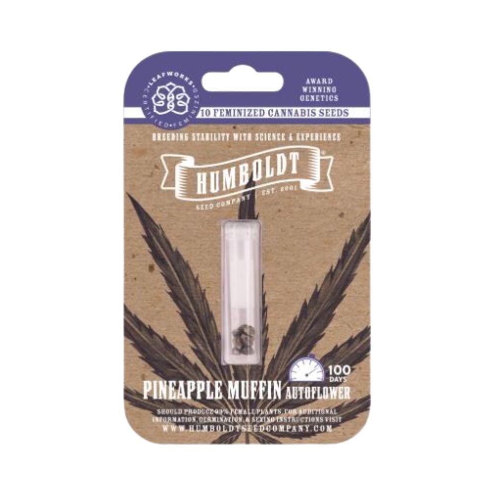 Photograph of product: PINEAPPLE MUFFIN SEEDS 10-PACK (FEMINIZED AUTOFLOWER)