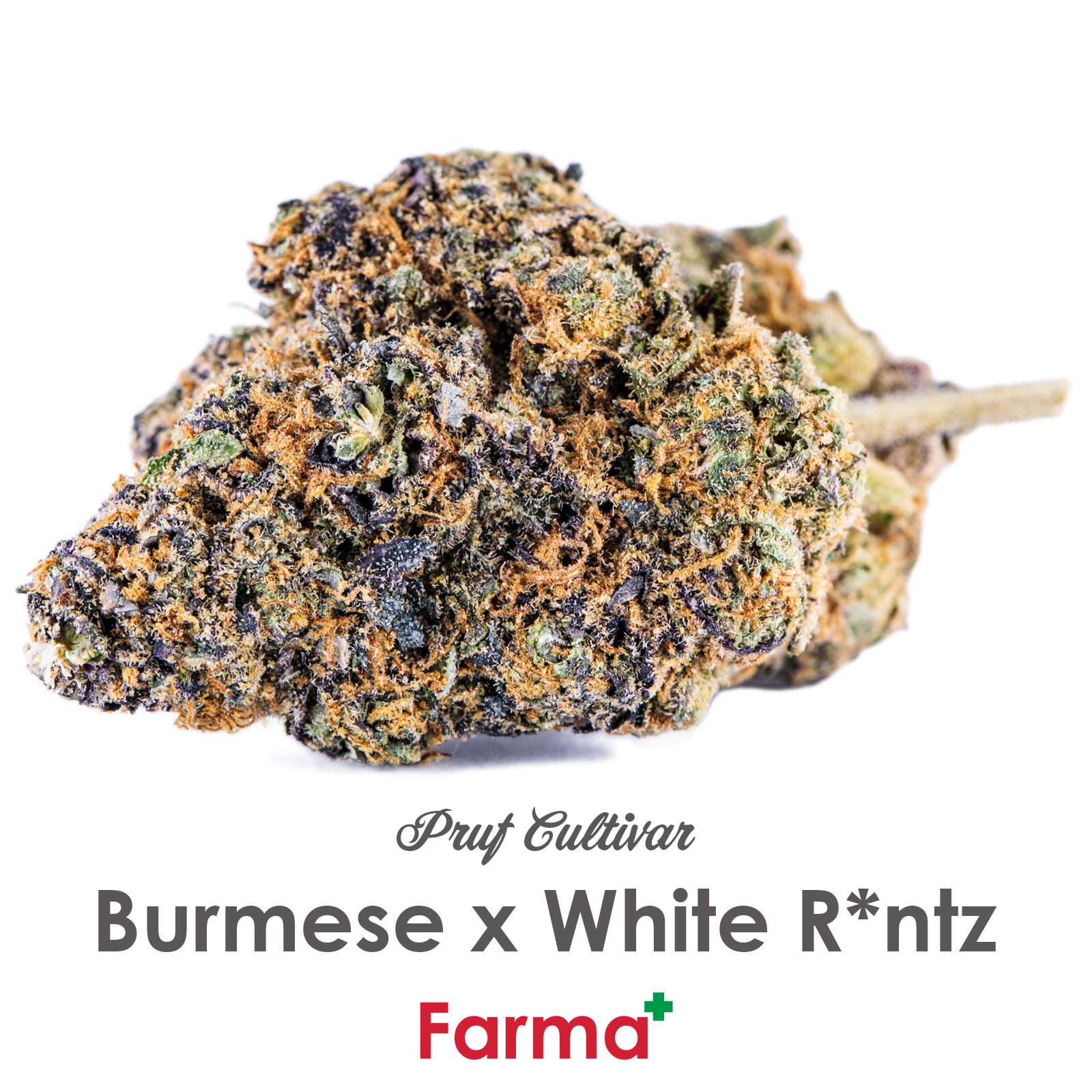 Photograph of product: Pruf Cultivar Burmese x White Runtz | R2 - 28g