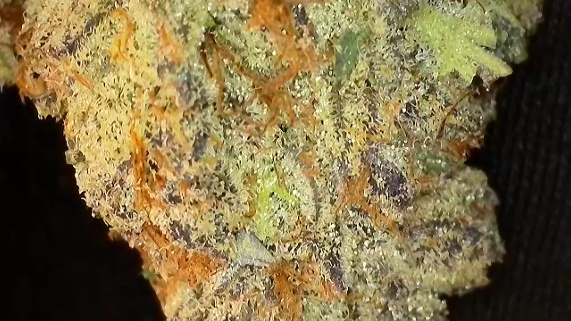Photograph of product: Fruity Pebbles |  Flower - 1g