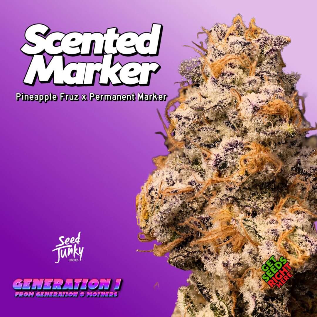 Photograph of product: Seed Junky Preroll - Scented Marker (H)