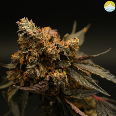 Photograph of product: Big Ern - 3.5g