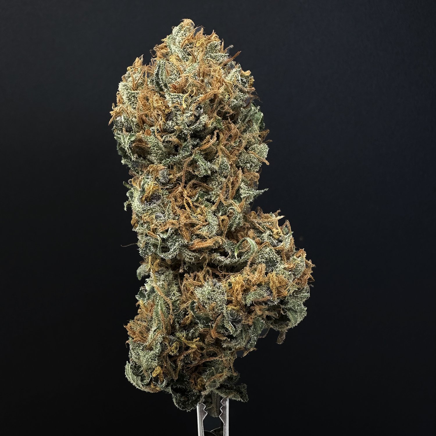 Photograph of product: Blue Sage - Super Lemon Putang 1/8 - 3.5g