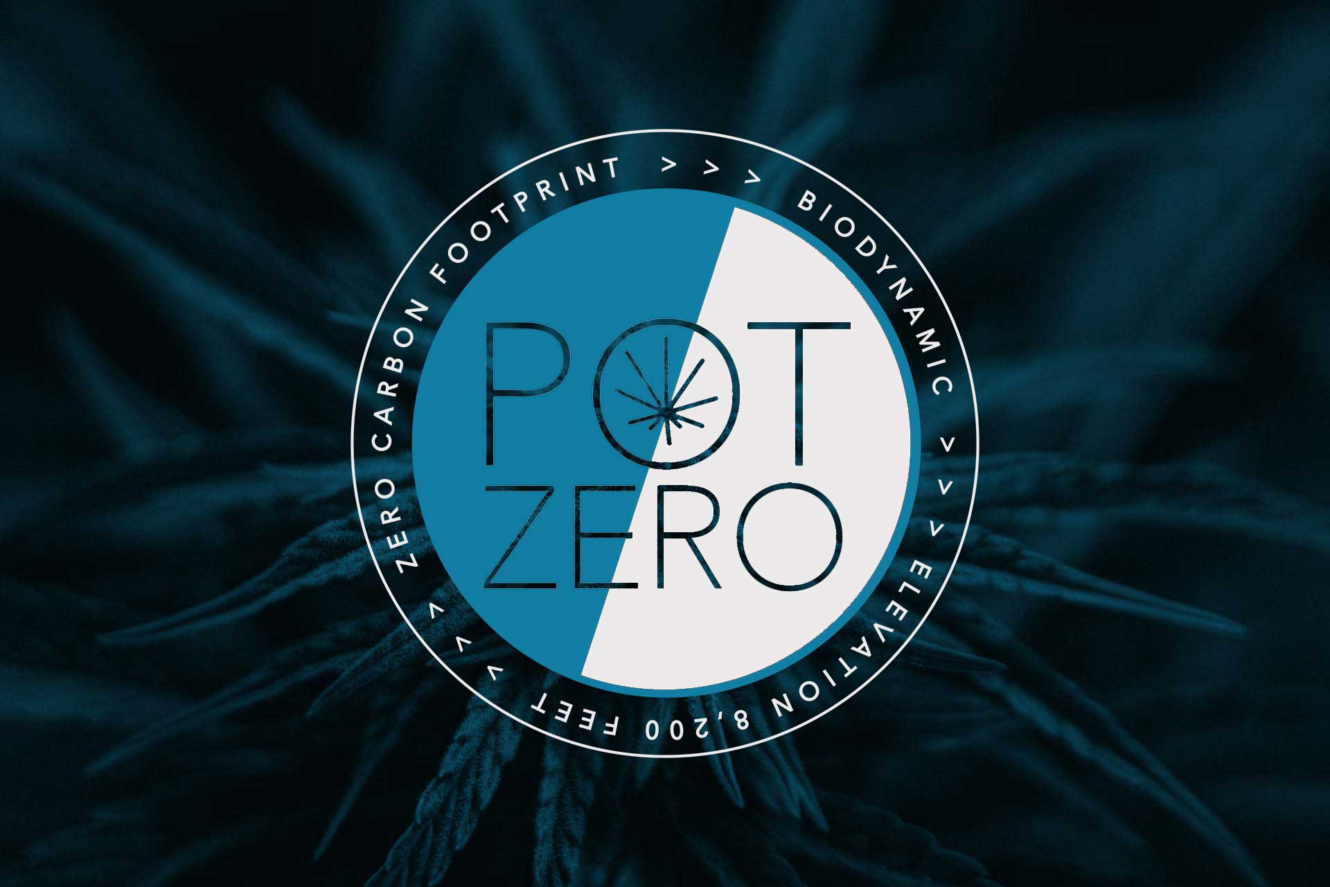 Photograph of product: Pot Zero | Starfall #2 | Oui'd