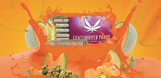 Photograph of product: 1G CANNALOPE CRUSH INFUSED PRE-ROLL