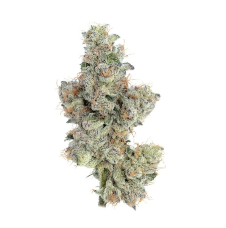 Photograph of product: Kut Throat Kandy (+) | 3.5g | Premium Buds