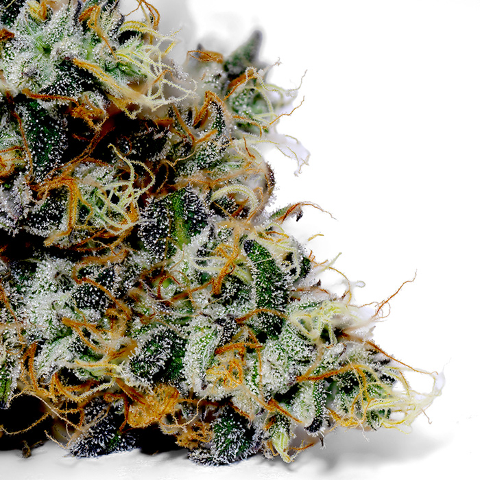 Photograph of product: Medusa | Older - 28g