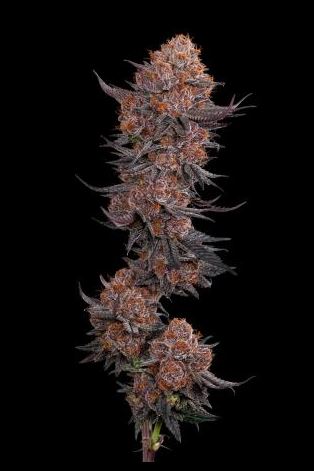 Photograph of product: Orange Zorbet - 3.5g