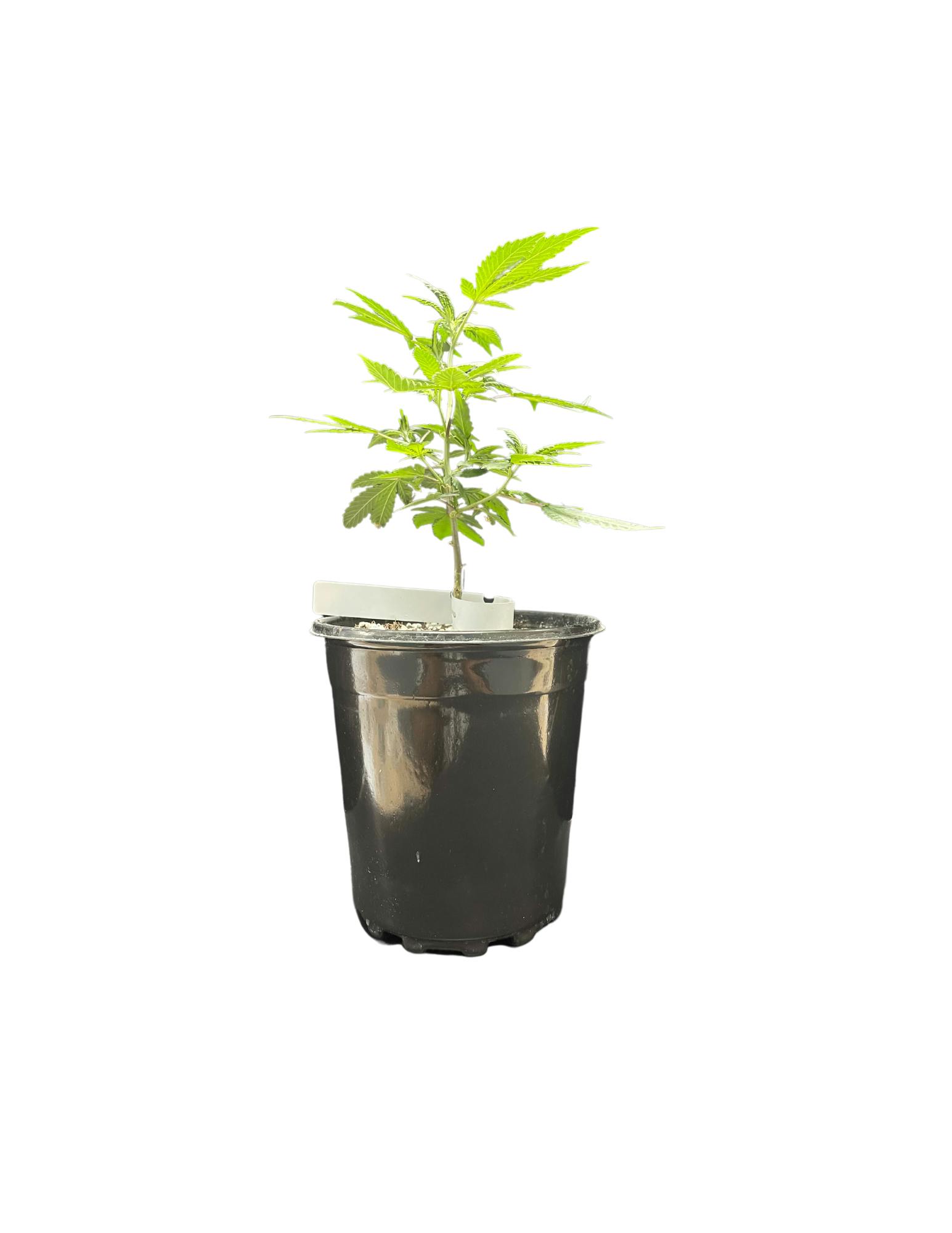 Photograph of product: Clones