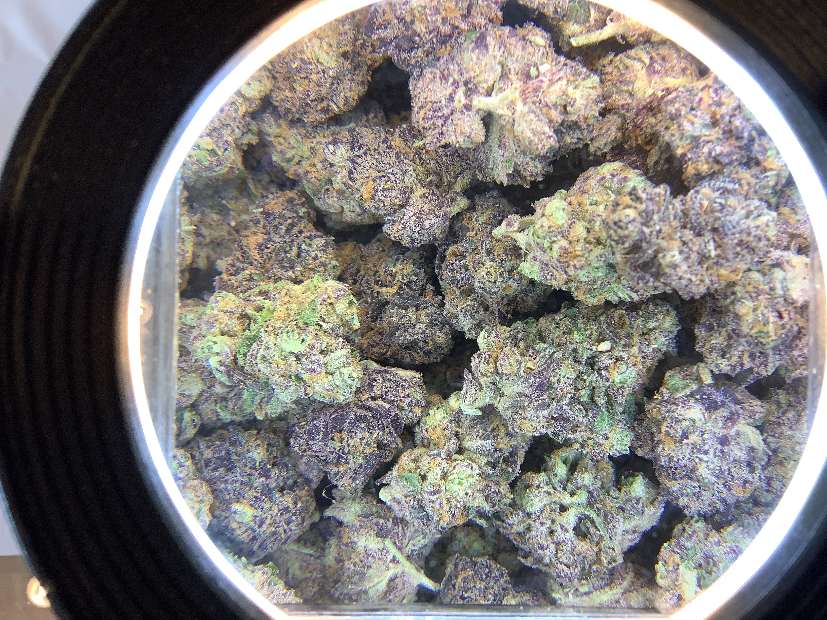 Photograph of product: Eastwood Gardens - THIN MINT JEALOUSY - H - 14g