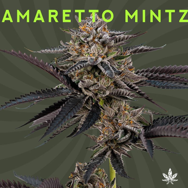 Photograph of product: AMARETTO MINTZ EIGHTH