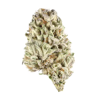 Photograph of Product: Fruit | Rainbow Runtz Prepack Flower | REC - 3.5g