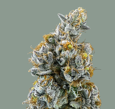 Photograph of product: Lemon Cake | 3.5g | Trifecta Farms