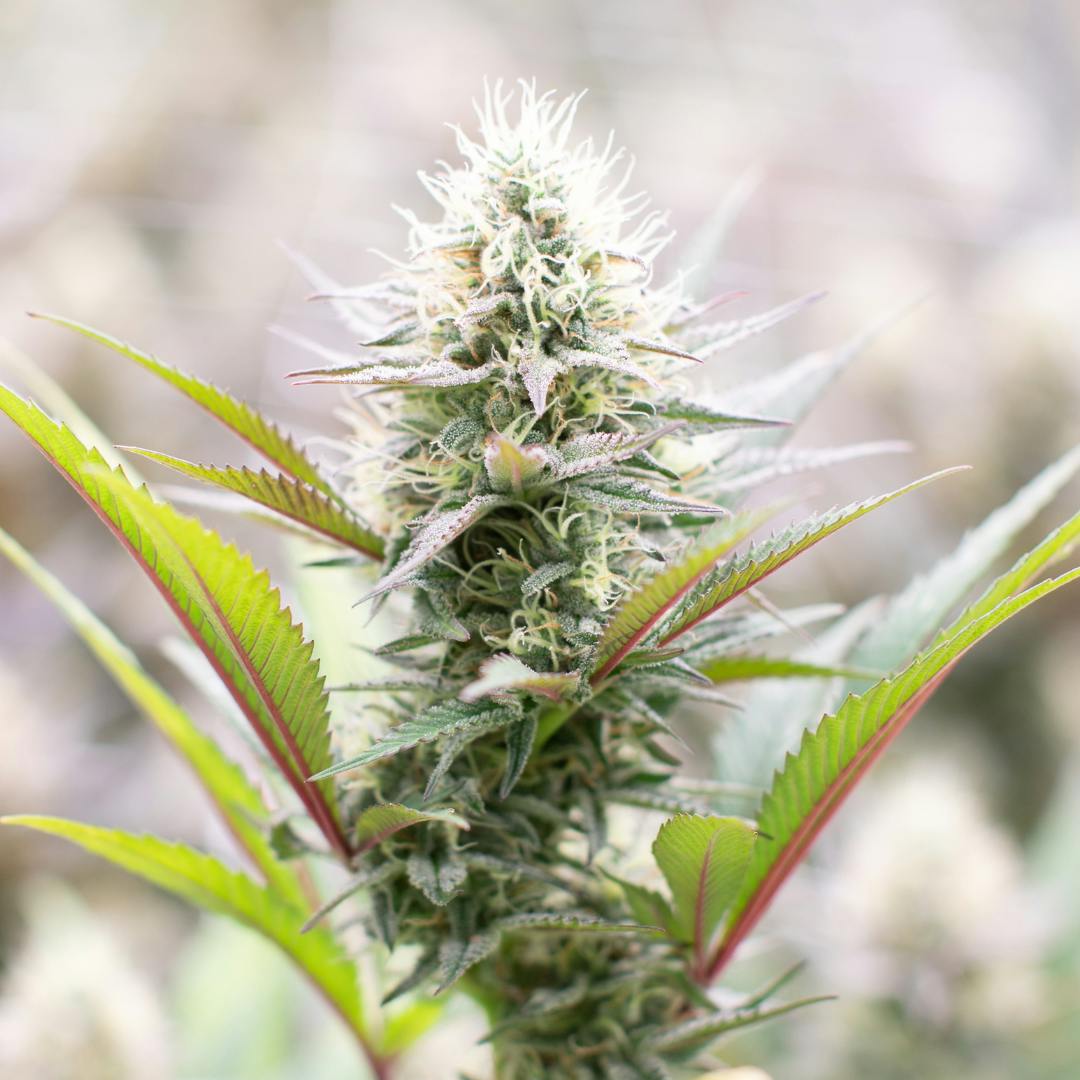 Photograph of Product: Green Meadows | Bubba Kush | 3.5g Flower