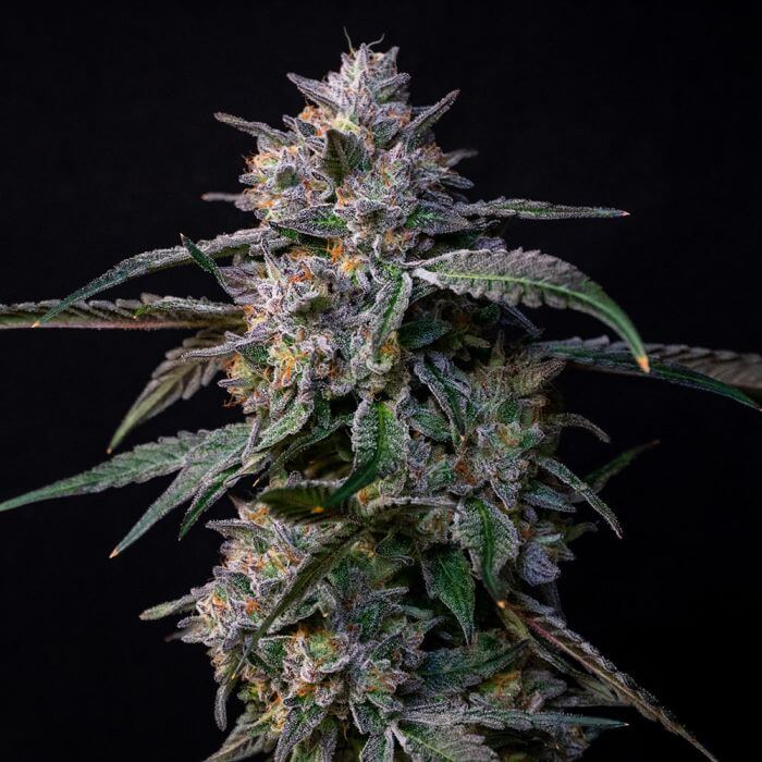 Photograph of product: Daybreak 10 G's Flower (3.5g)