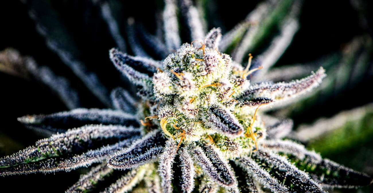 Photograph of product: Baker's Collision | 3.5g