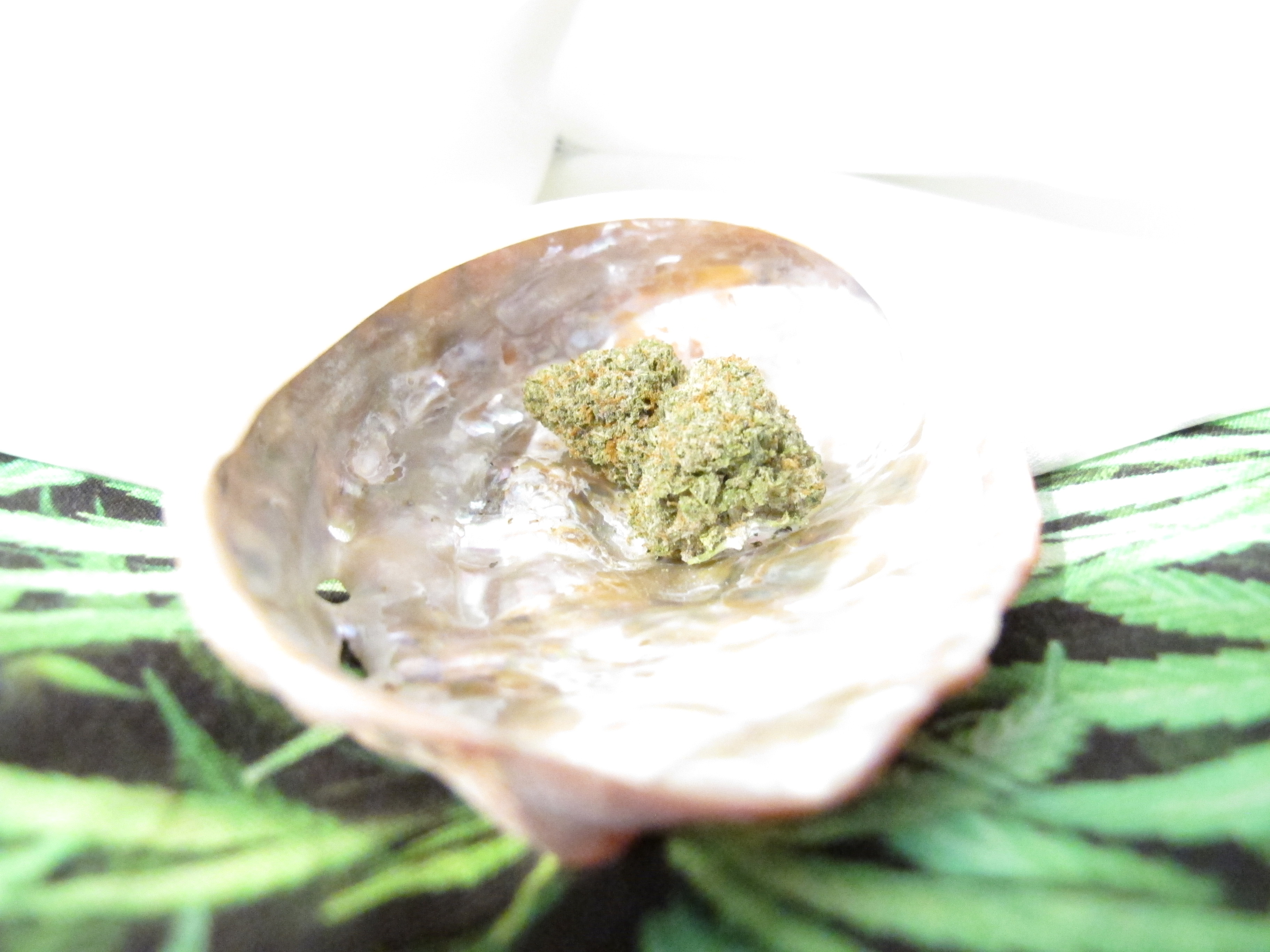 Photograph of product: Moose Drool Whole Flower - 14g