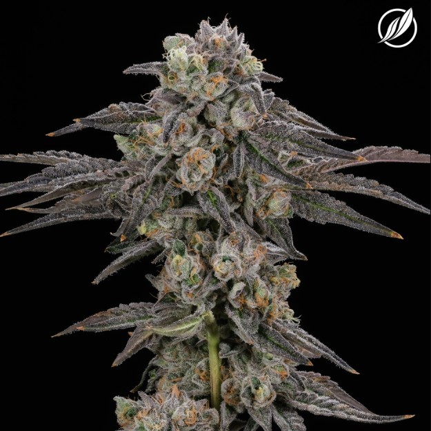 Photograph of product: Flower | Kush Scout | 26149 - 3.5g