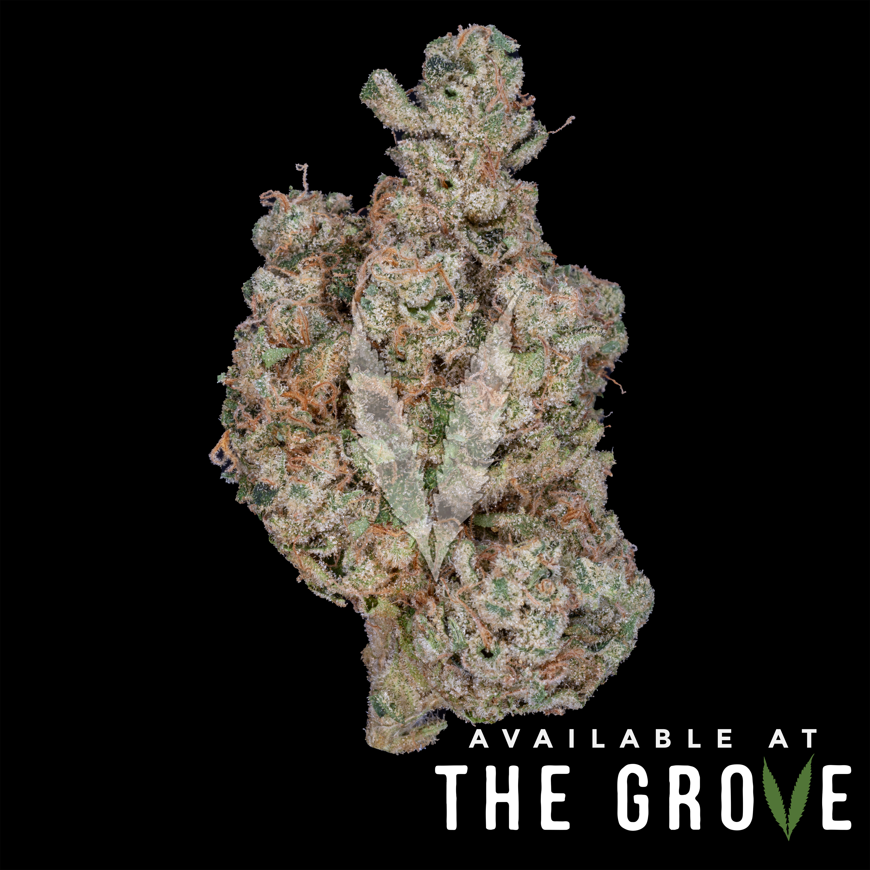 Photograph of product: Northern Emeralds | Caramel Apple Romulan - 3.5g