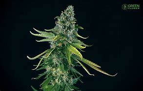 Photograph of product: Emeraldrose farms Green Crack 3.5 - 3.5g
