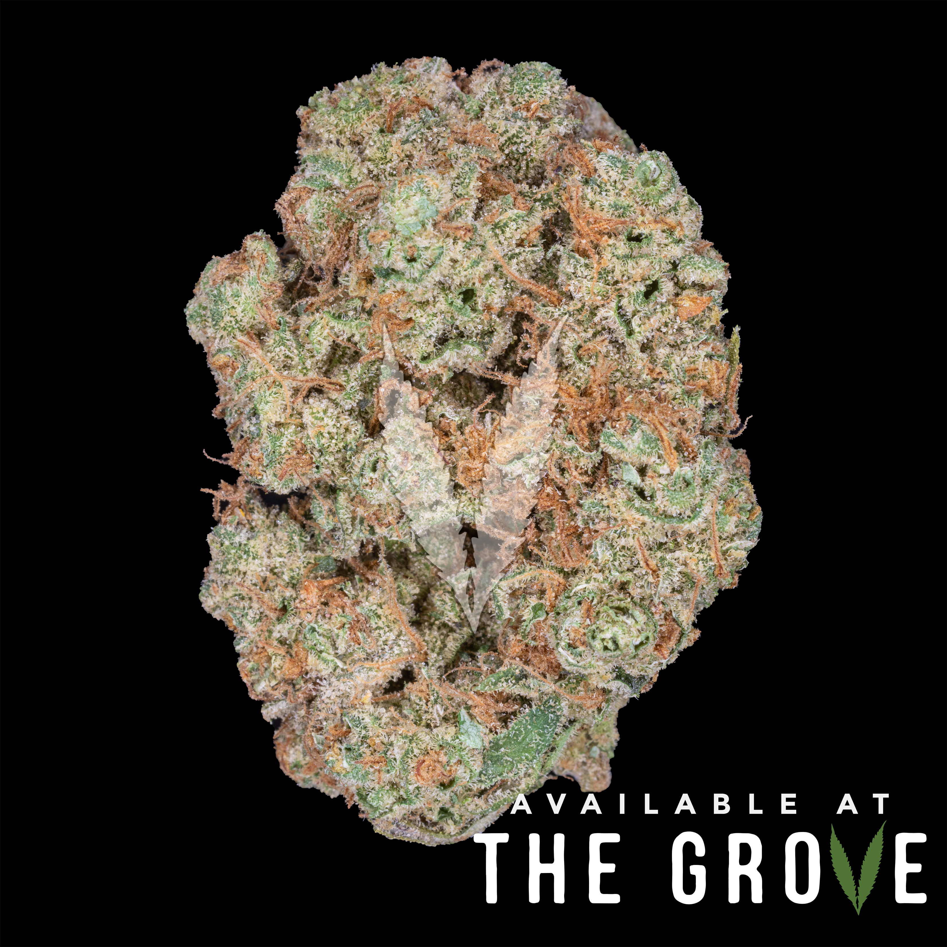 Photograph of product: Cream Of The Crop Gardens | Super Silver Haze 1/8th - 3.5g