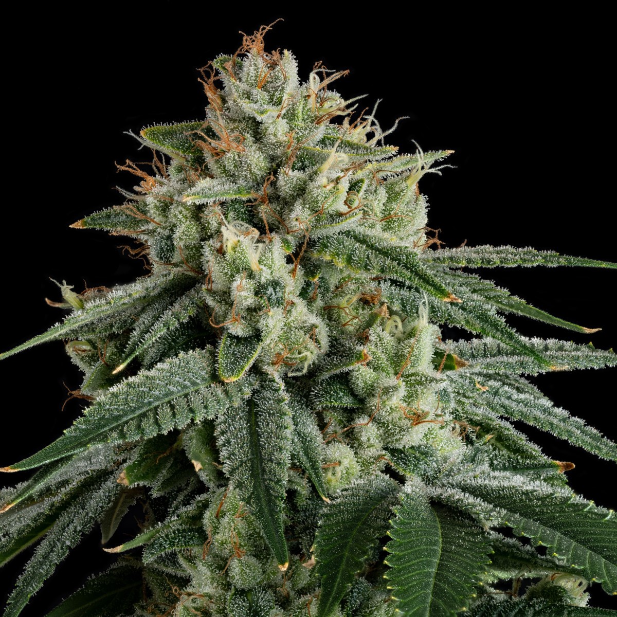 Photograph of product: Permanent Marker (Hybrid) - Flower, 3.5g (1/8oz)