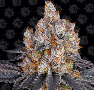 Photograph of product: Valley Drift | Flower | Pre-Ground Ounce - 28g