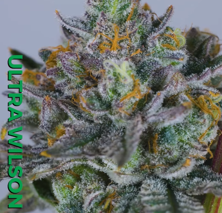 Photograph of product: Ultra Wilson - 3.5g