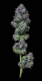 Photograph of product: Panama Red - Oui'd Hybrid - 3.5g