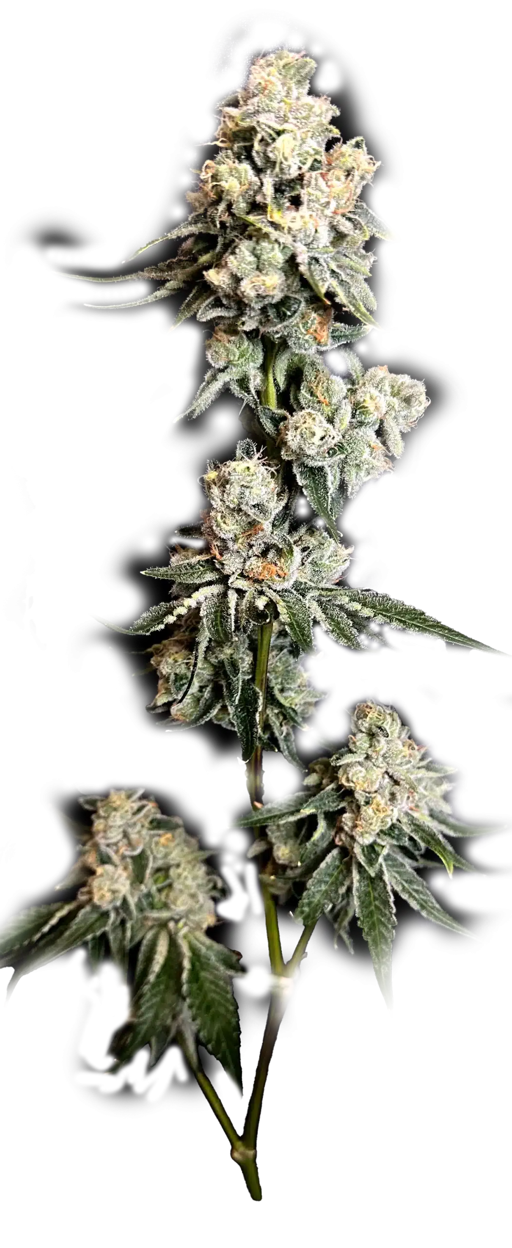 Photograph of product: RVR | Dosidos | Flower | Top Shelf | 3.5g