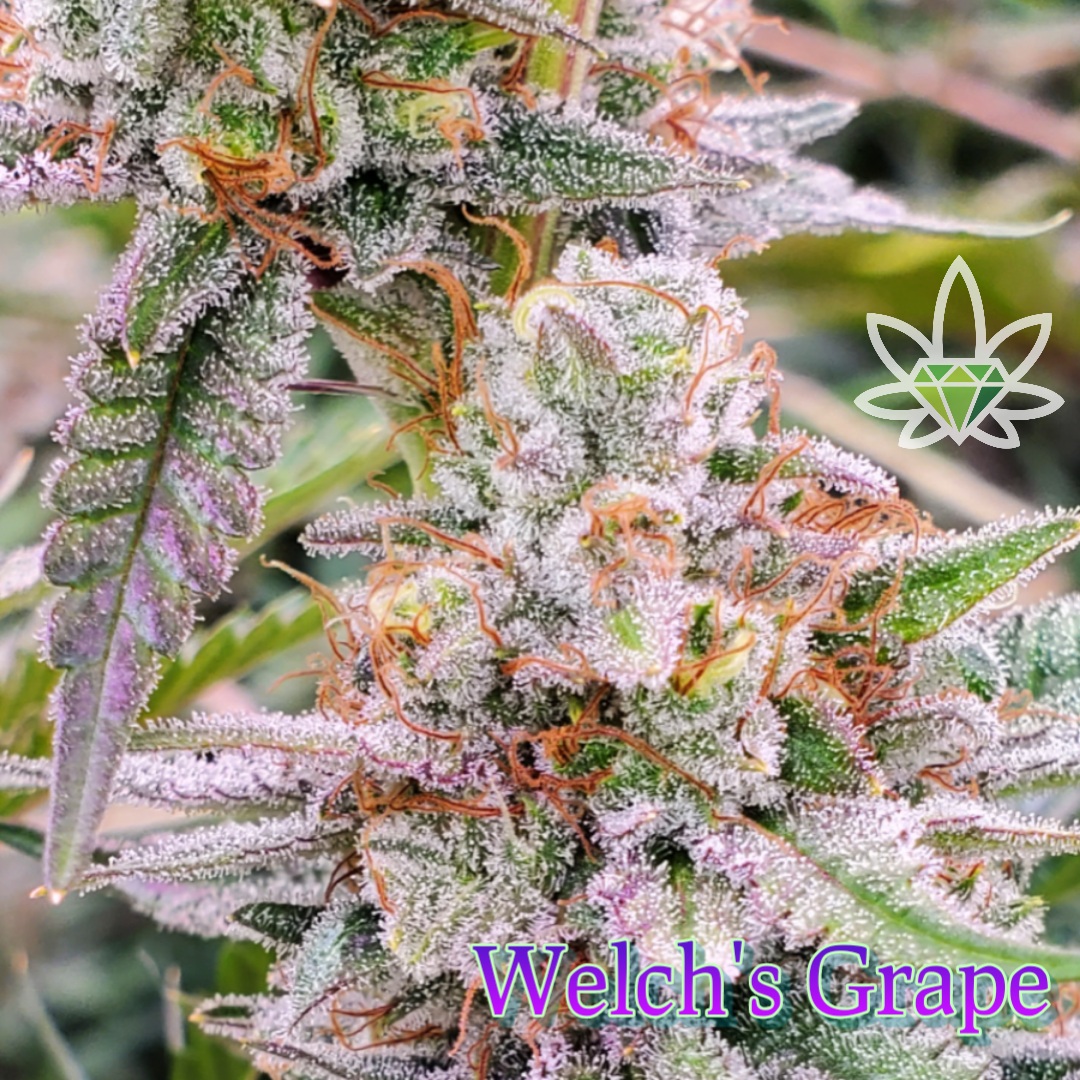 Photograph of product: Welch's Grape [DOH] - by High End Farms - 7g